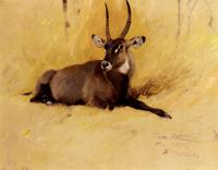 Friedrich Wilhelm Kuhnert - A Common Waterbuck